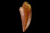 Serrated, Raptor Tooth - Real Dinosaur Tooth #149081-1